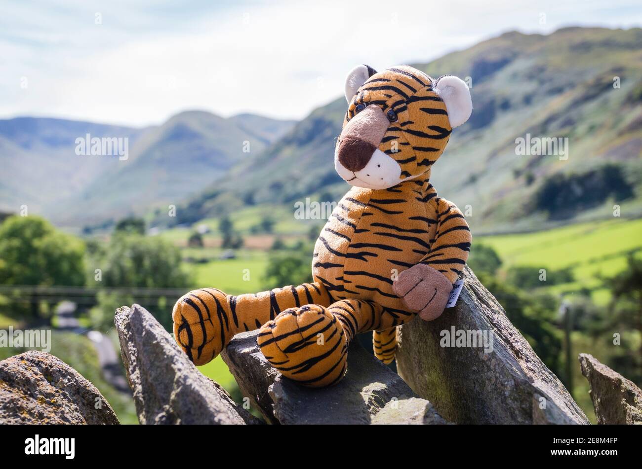 Tigre giocattolo morbido perso nelle campane Cumbrian e riposo In cima a un muro di pietra a secco in Cumbria, Inghilterra REGNO UNITO Foto Stock