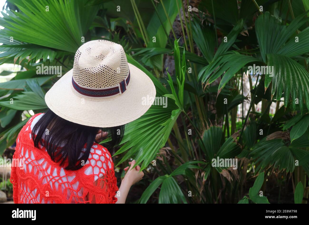 Toquilla Palm Immagini e Fotos Stock - Alamy