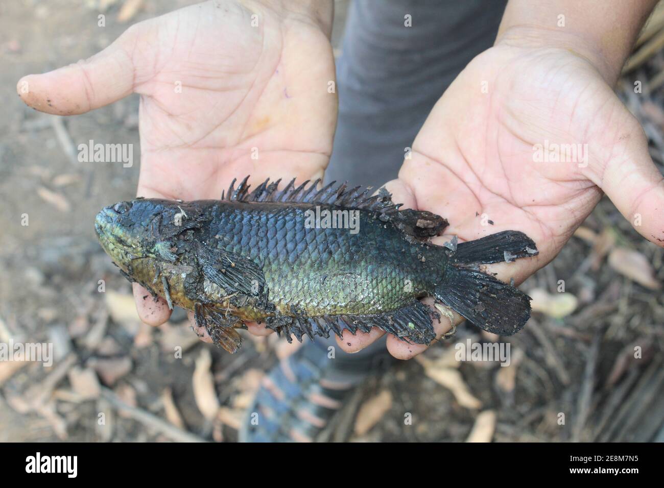 Anabas pesce in mano anabas pesce persico cultura anabas koi coltura di pesce gourami in biofloc piscicoltura fattoria Foto Stock