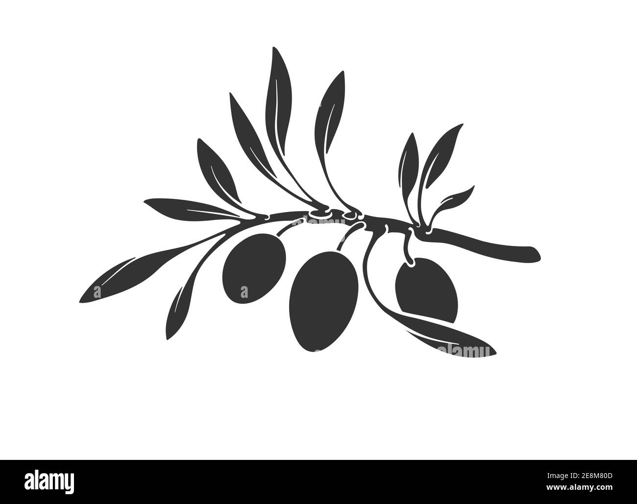 Sagome vettoriali grafiche del ramo di olivo, foglia. Illustrazione nera botanica isolata su sfondo bianco. Immagine grafica, etichetta semplice. Org Illustrazione Vettoriale