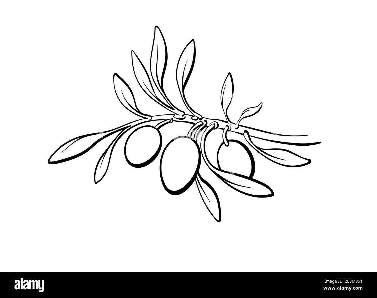 Ramificazione di olive, germogli, frutta matura. Vettore botanica semplice illustrazione su sfondo bianco. Immagine della linea grafica disegnata a mano. Olio organico Illustrazione Vettoriale