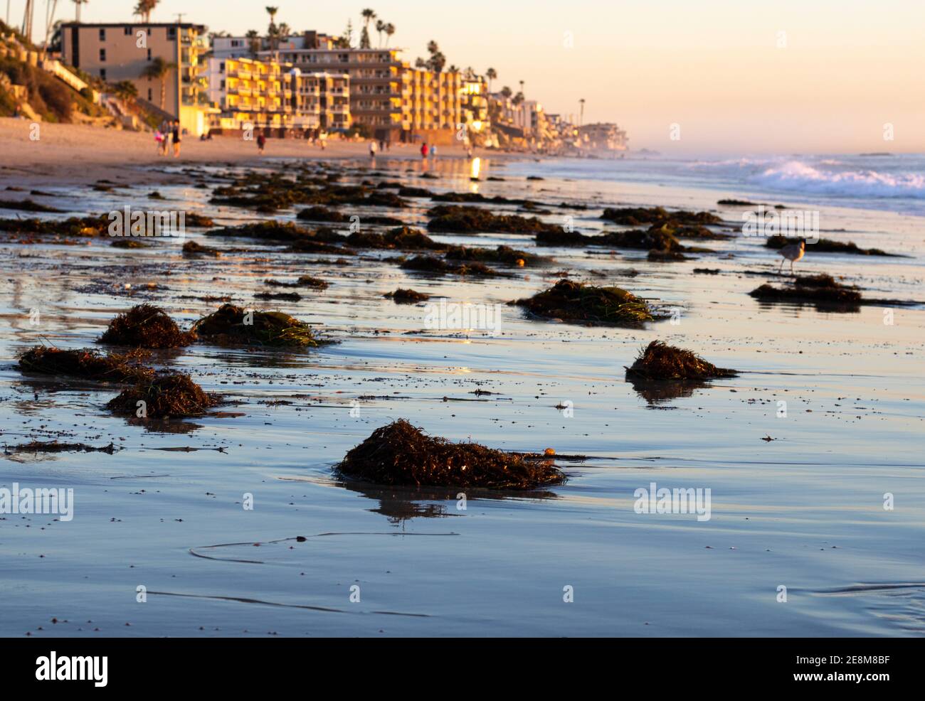 Primo piano vista della vita di kelp gigante su Laguna Beach con alcuni edifici e persone sullo sfondo Foto Stock