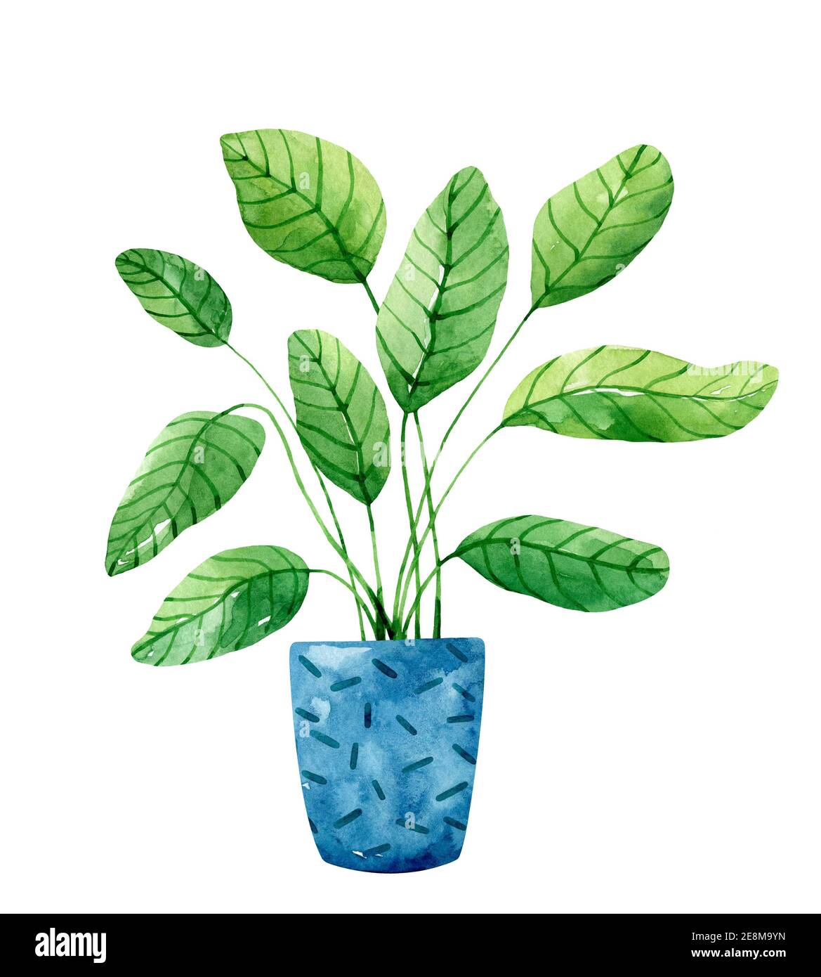 Pianta verde di casa in un vaso di fiori blu isolato su sfondo bianco. Illustrazione disegnata a mano con acquerello. Perfetto per stampe, biglietti, copertine, decorazioni. Foto Stock