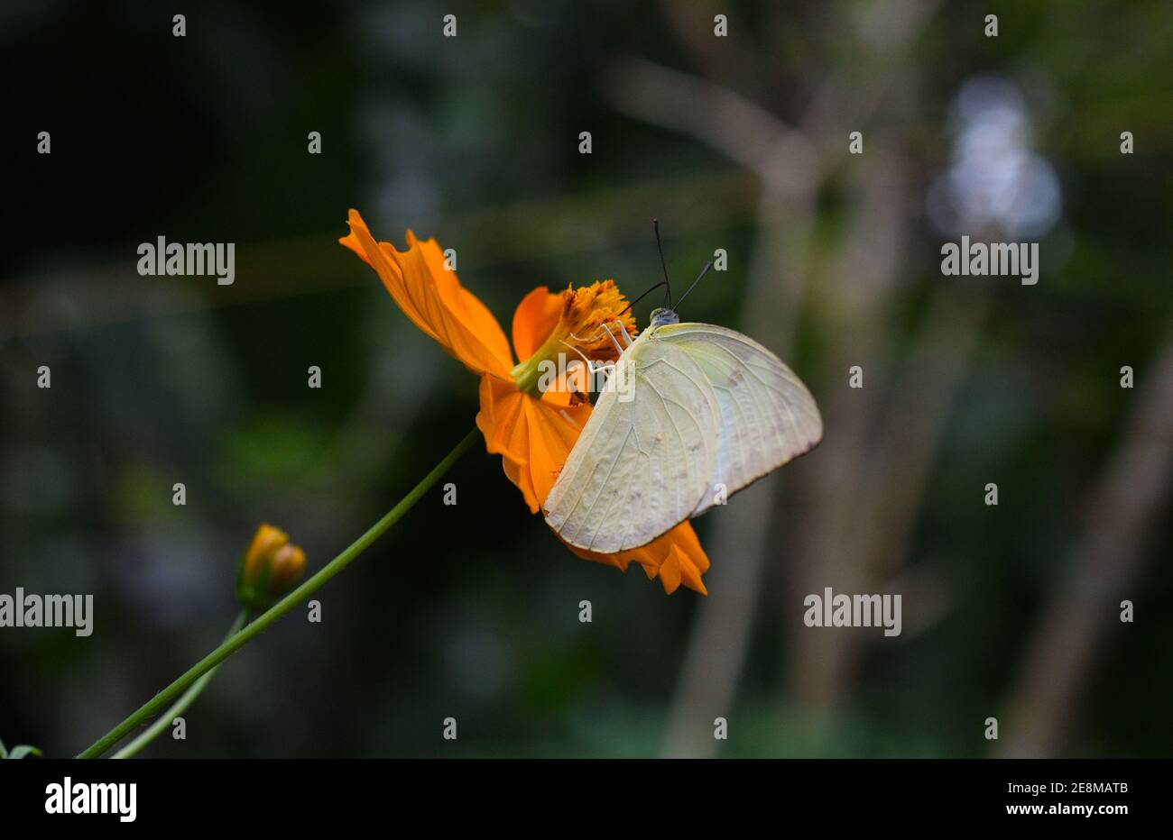 farfalla gialla su fiore di cosmo arancione Foto Stock