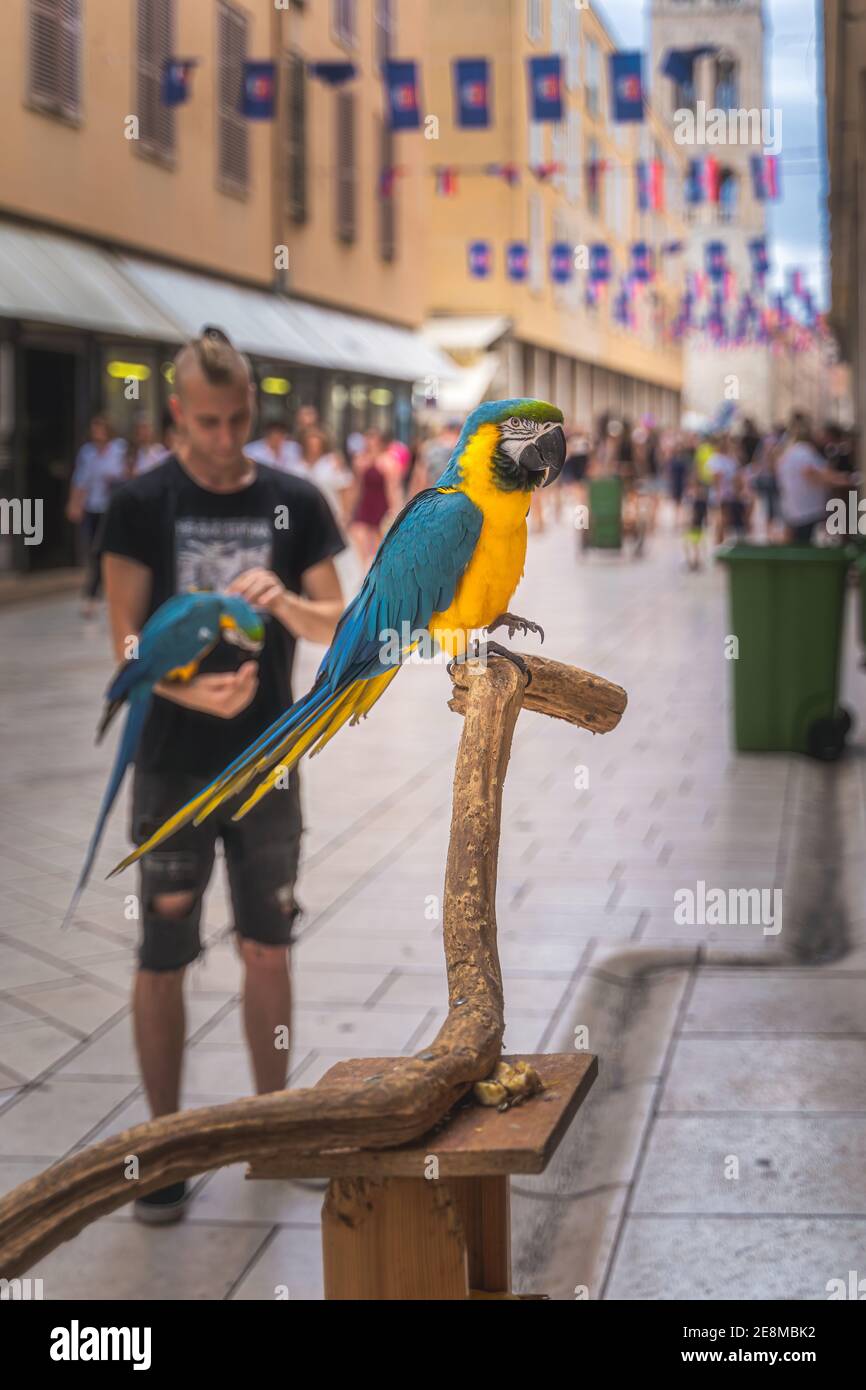 Zadar, Croazia, luglio 2019 l'uomo che offre di scattare foto con il pappagallo di Ara bella nella città vecchia di Zadar. Fuoco selettivo sull'uccello, sfondo sfocato Foto Stock