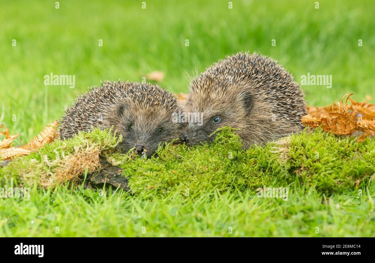 Hedgehogs, nome scientifico: Erinaceus Europaeus. Due ricci selvatici, nativi, europei rivolti in avanti in habitat boschivo naturale con muschio verde Foto Stock