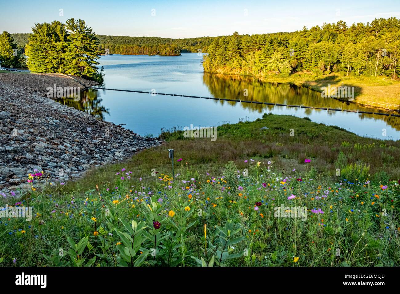 Fiori selvatici al lago Tully a Royalston, Massachusetts Foto Stock