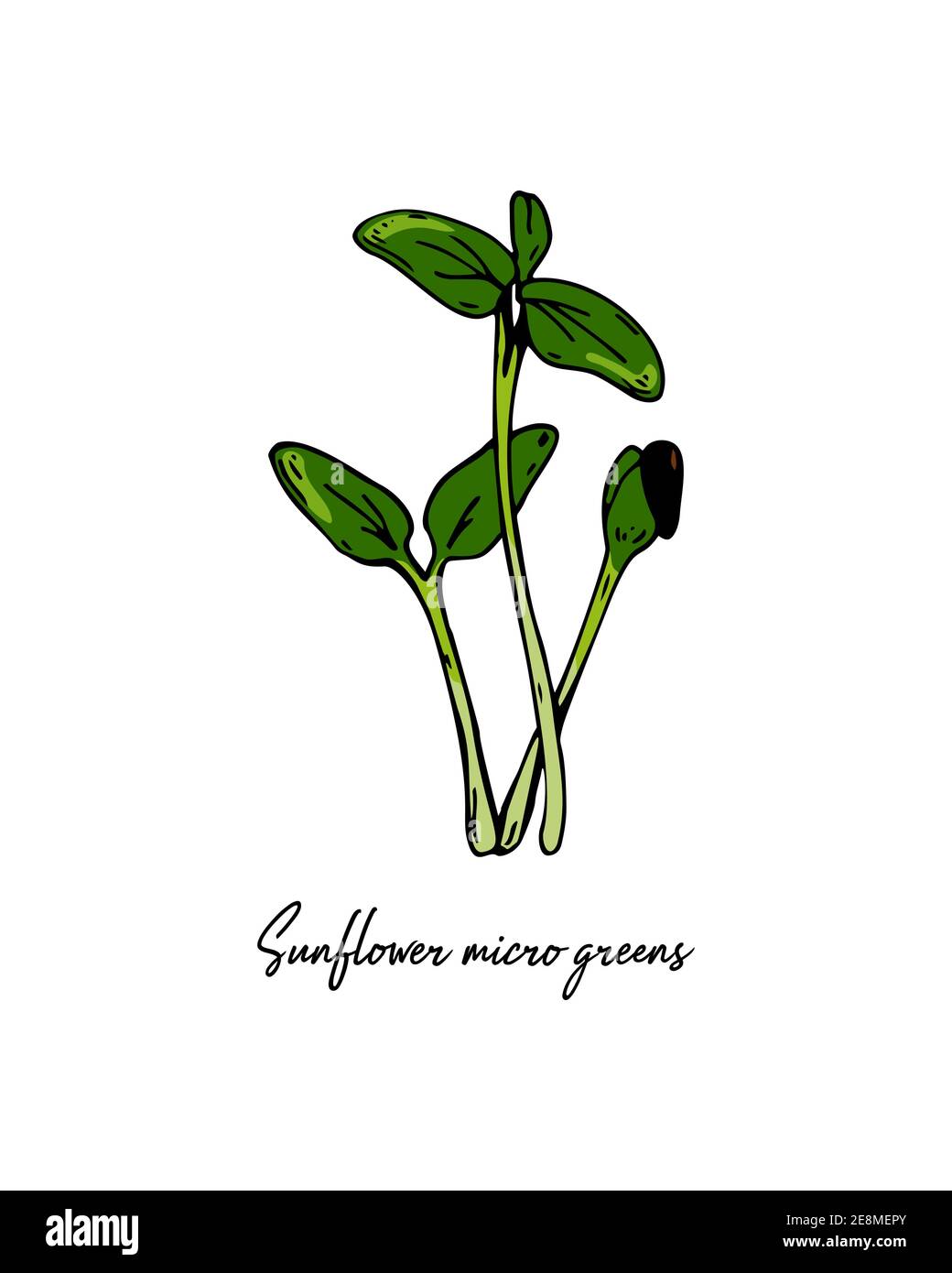 Mini girasole disegnati a mano. Illustrazione vettoriale in stile di schizzo colorato isolato su sfondo bianco Illustrazione Vettoriale