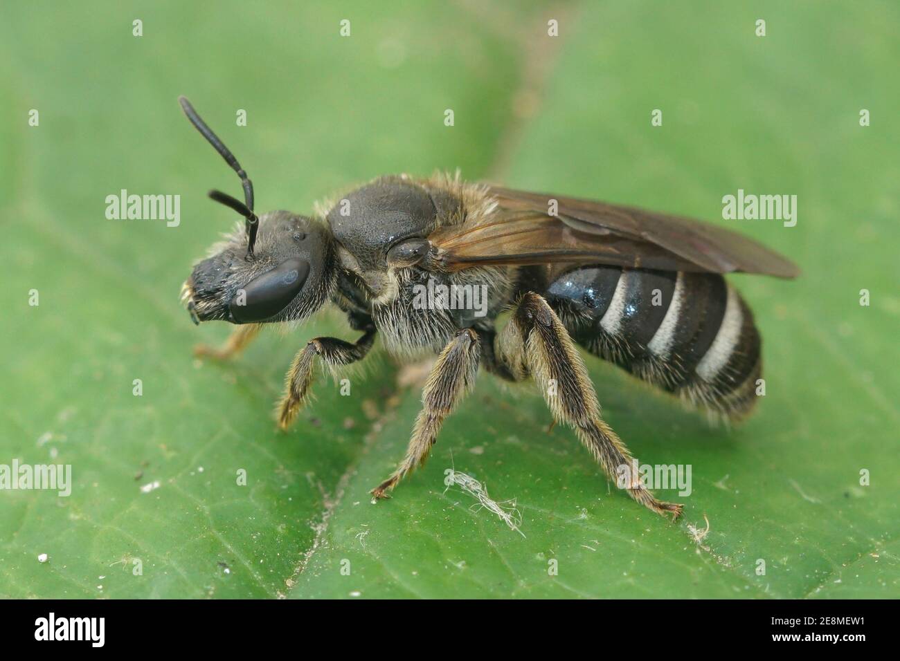 Una femmina di una delle nostre più grandi api di solco molto scuro, Lasioglossum majus Foto Stock