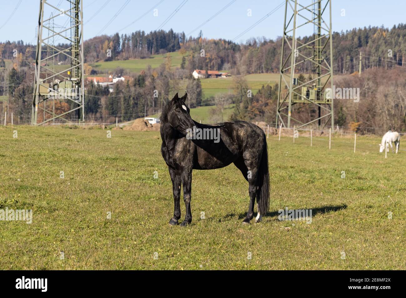 cavallo nero molto sporco in piedi su un prato verde con testa girata, sullo sfondo si possono vedere i poli di potere e un cavallo bianco, durante il giorno wi Foto Stock