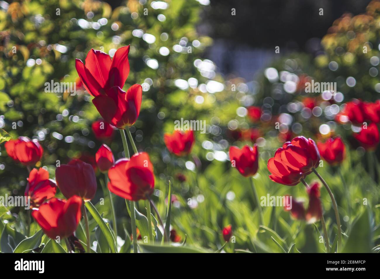 Il tulipano rosso fiori in un giardino su un soleggiato giorno Foto Stock
