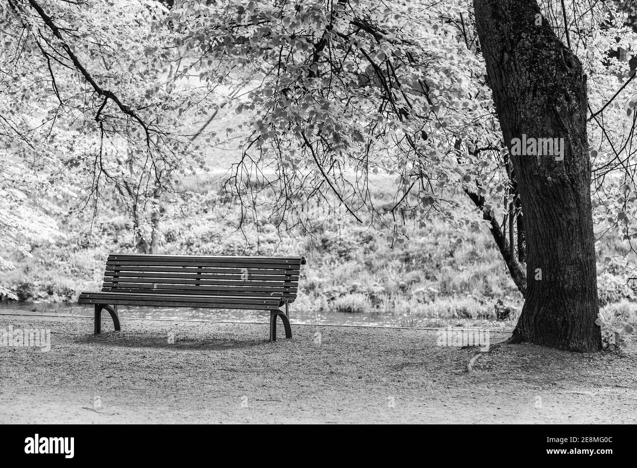 Panchina solitaria all'ombra di un albero nel parcheggio Foto Stock