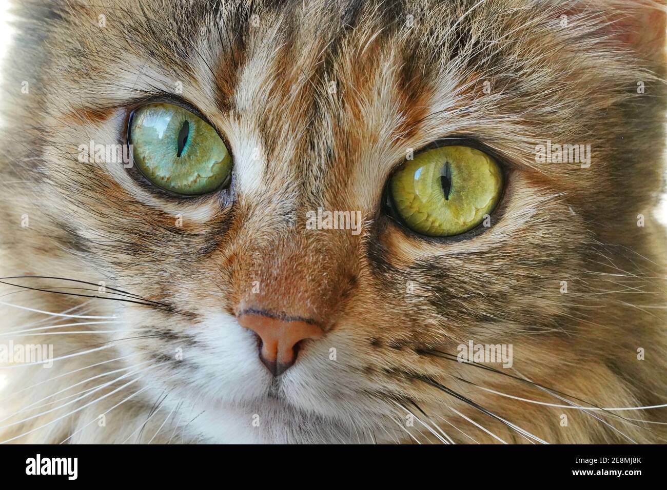 Gatto domestico faccia con occhi grandi primo piano, macro shot Foto Stock