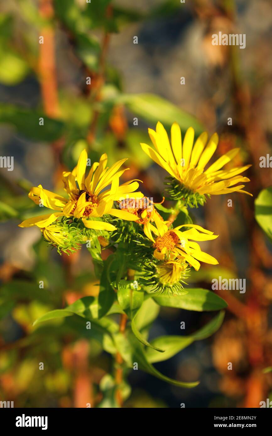 Fiore giallo selvaggio, Washington state, Stati Uniti Foto Stock