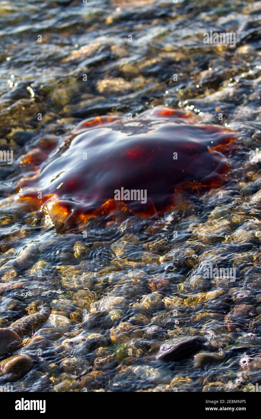 Dead Jellyfish lungo la riva del mare, Washington state, USA Foto Stock