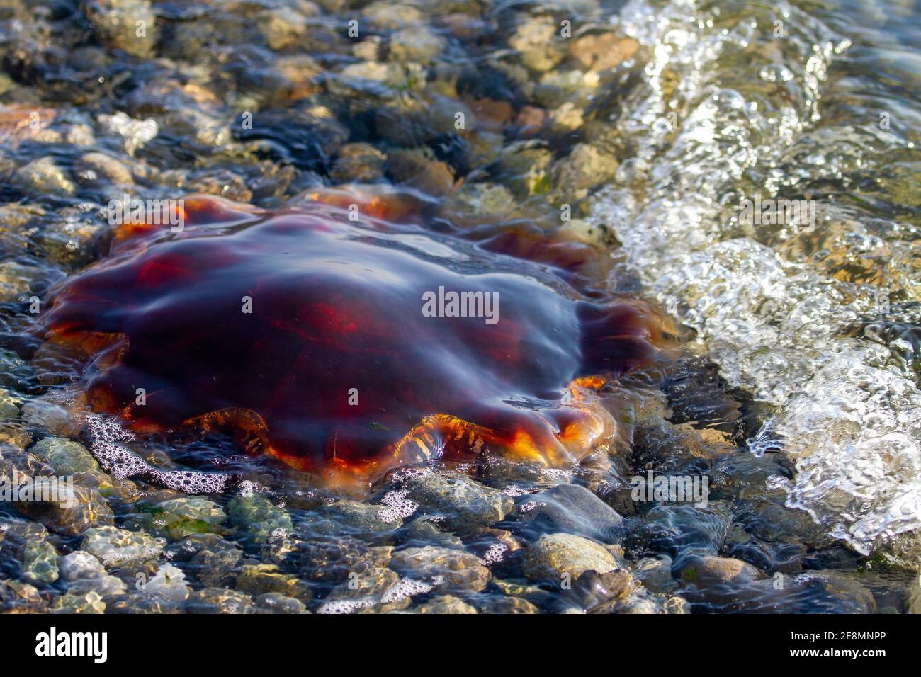 Dead Jellyfish lungo la riva del mare, Washington state, USA Foto Stock