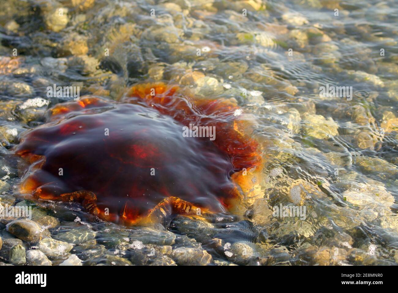Dead Jellyfish lungo la riva del mare, Washington state, USA Foto Stock