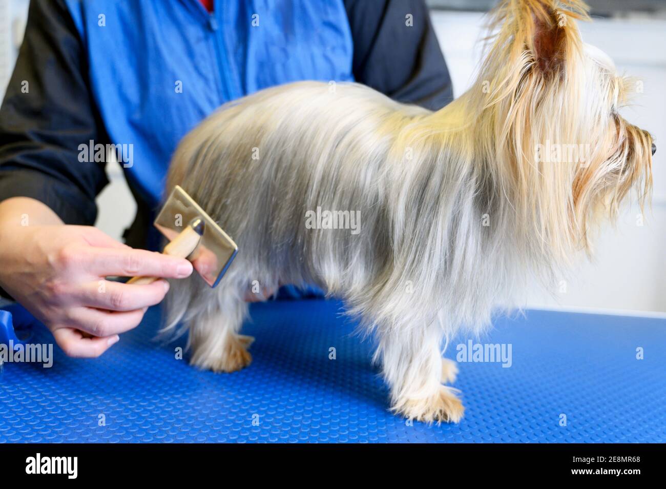 Mani di groomer femminile che combatte Yorkshire Terrier al salone di grooming del cane. Foto di alta qualità Foto Stock