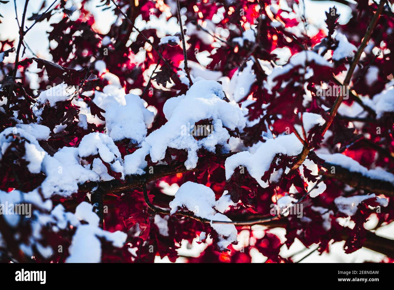 Rami di foglie di rosso scuro coperte di neve Foto Stock