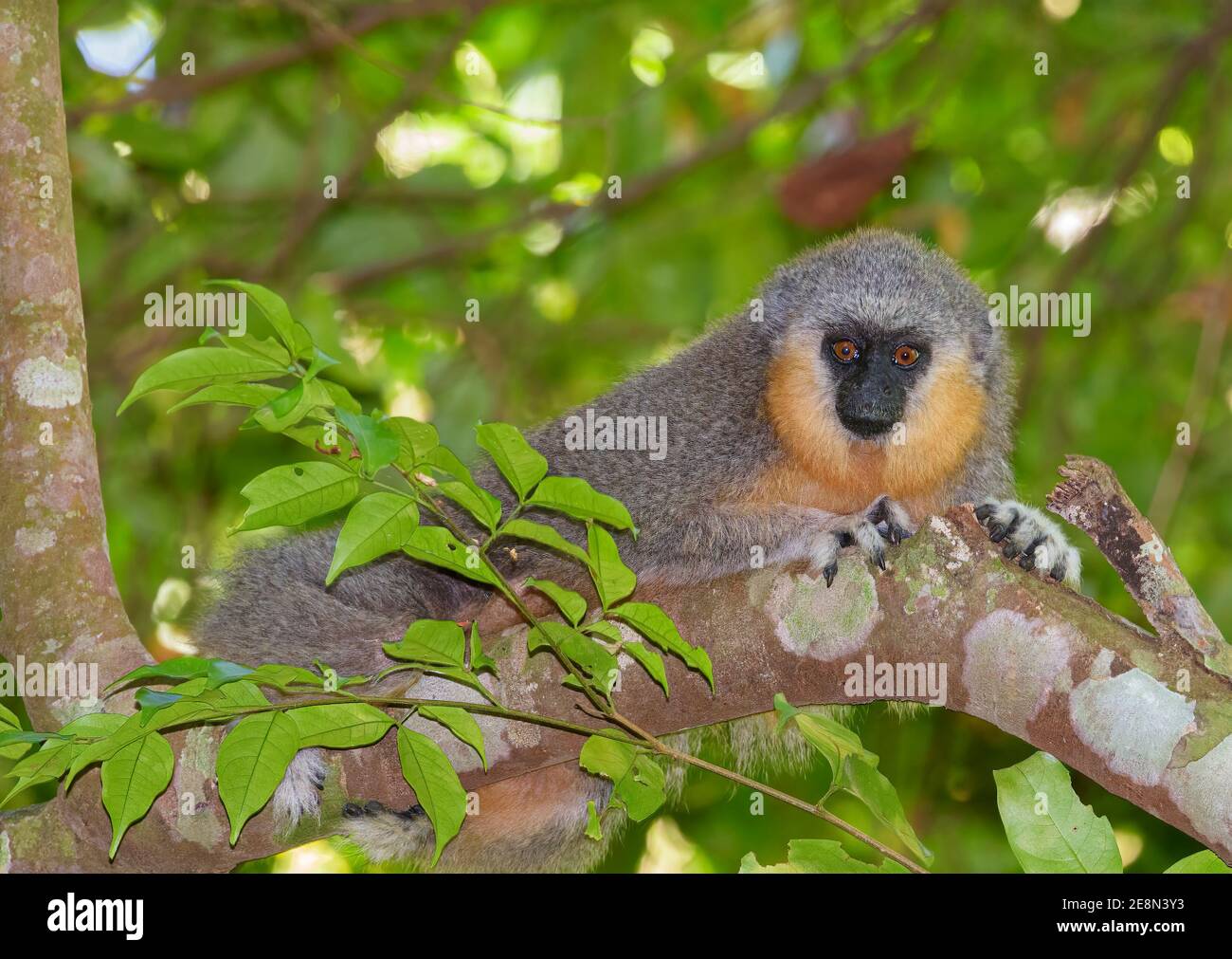 Scimmiottata Titi Monkey in foresta baldacchino facendo contatto con gli occhi Foto Stock
