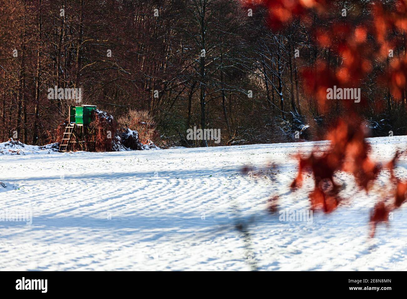 Perch nel paesaggio innevato della Germania settentrionale Foto Stock
