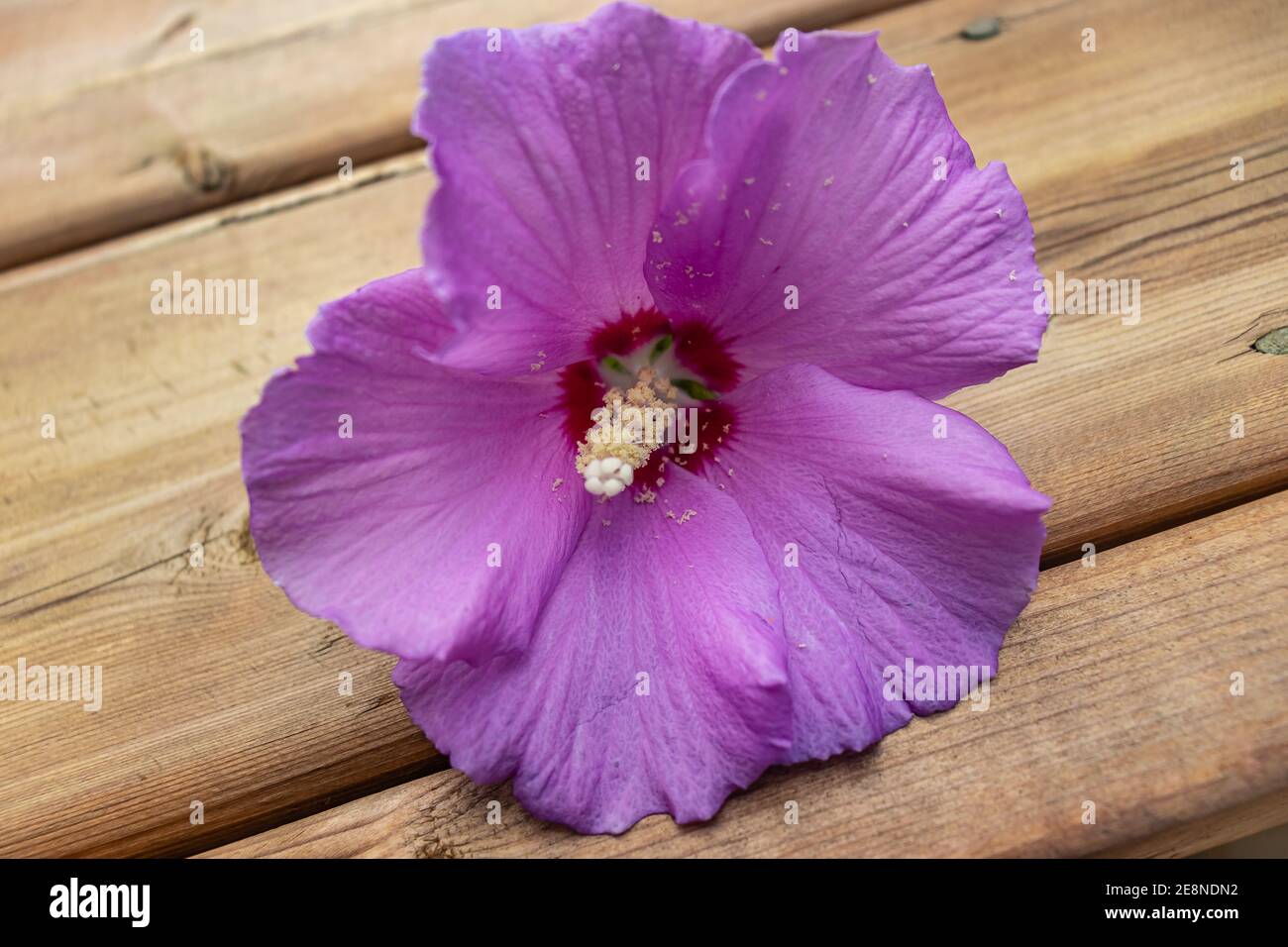 Ibisco rosa sul ponte con il polline che cade fuori Foto Stock