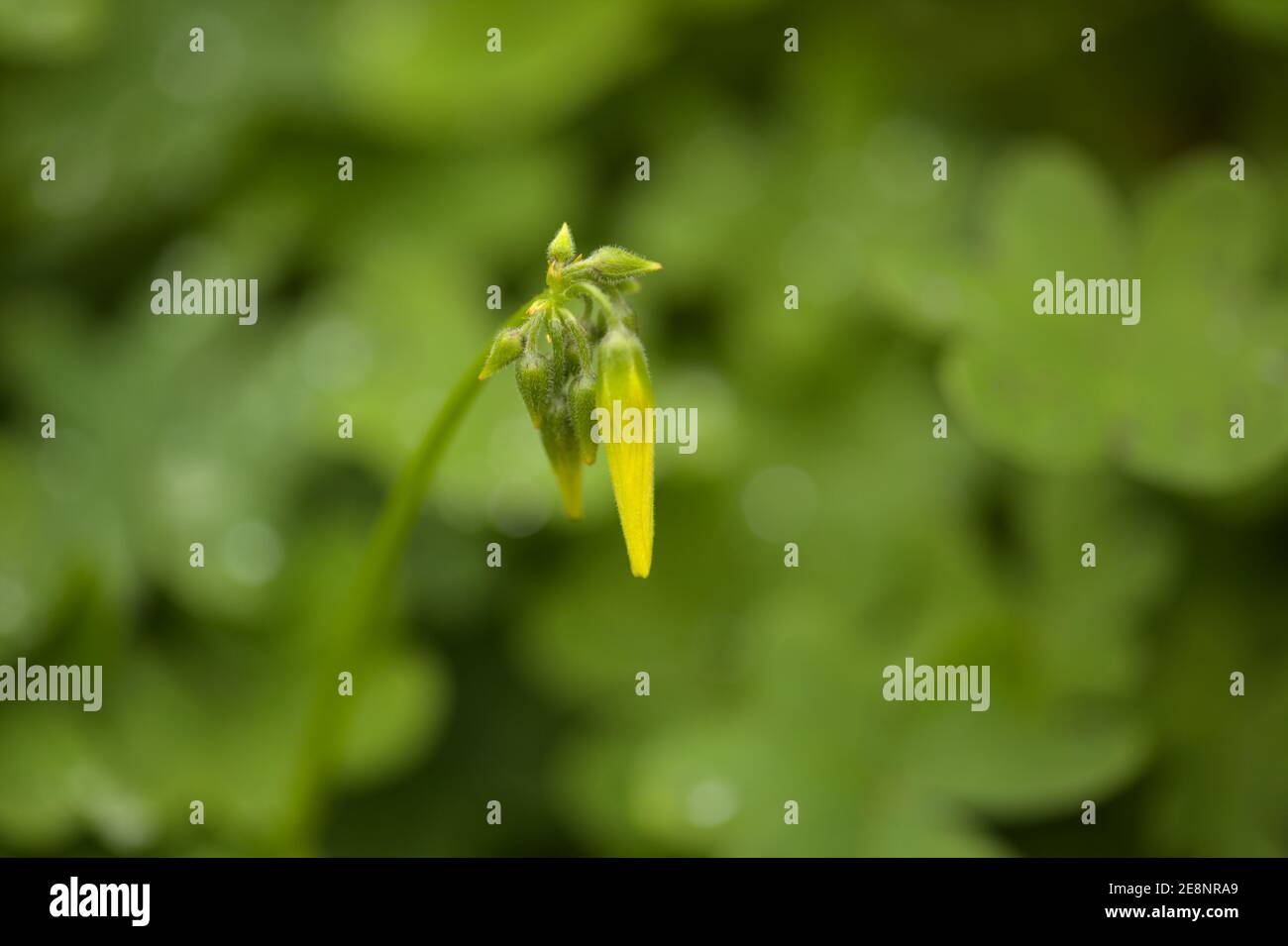 Flora di Gran Canaria - Oxalis pes-caprae, pianta invasiva sulle isole Canarie Foto Stock