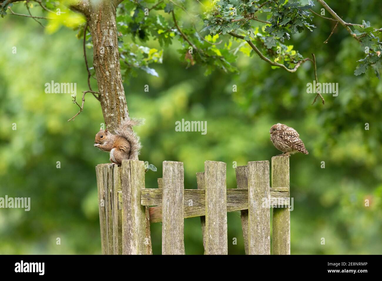Gufo piccolo e scoiattolo grigio su recinzione Foto Stock
