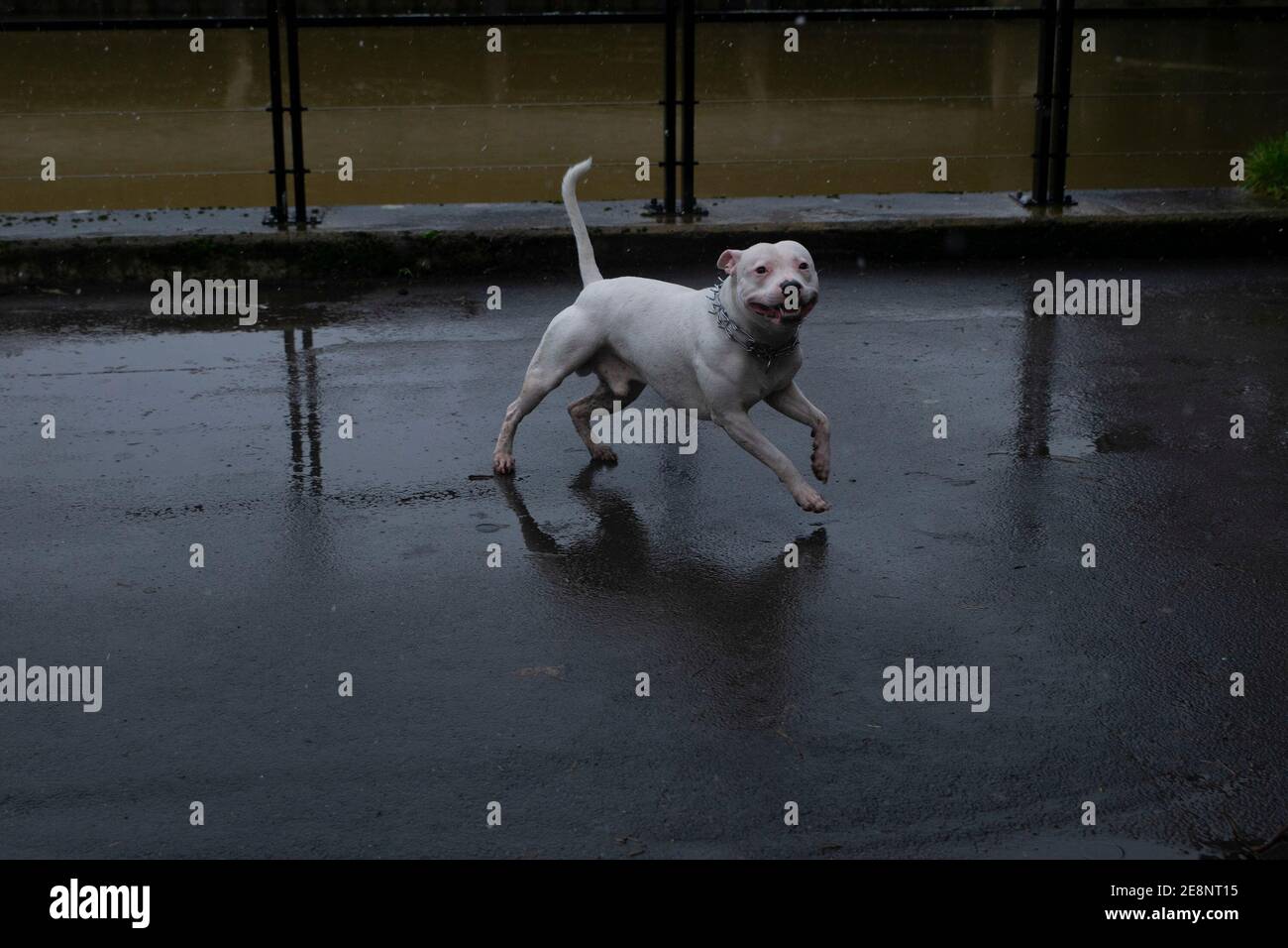 Funzionamento del cane Foto Stock