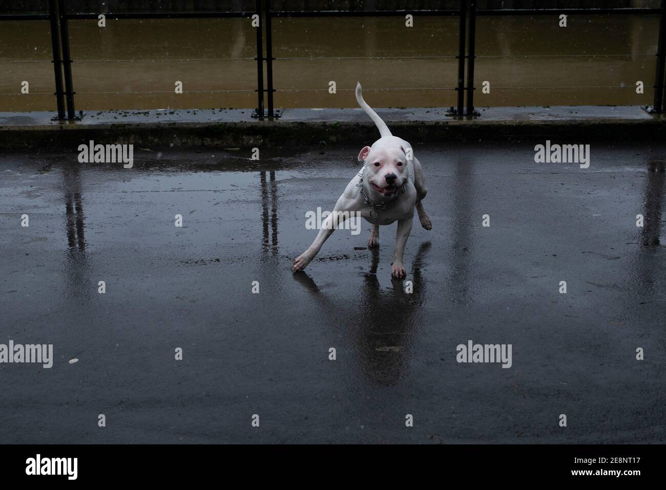 Funzionamento del cane Foto Stock