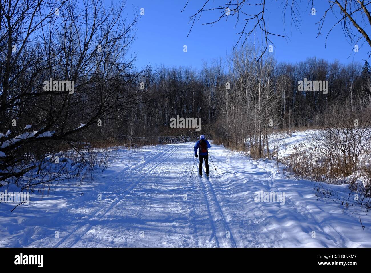 Sci di fondo a metà inverno su neve fresca sotto un cielo blu luminoso su un sentiero fuori Ottawa, Ontario, Canada. Foto Stock