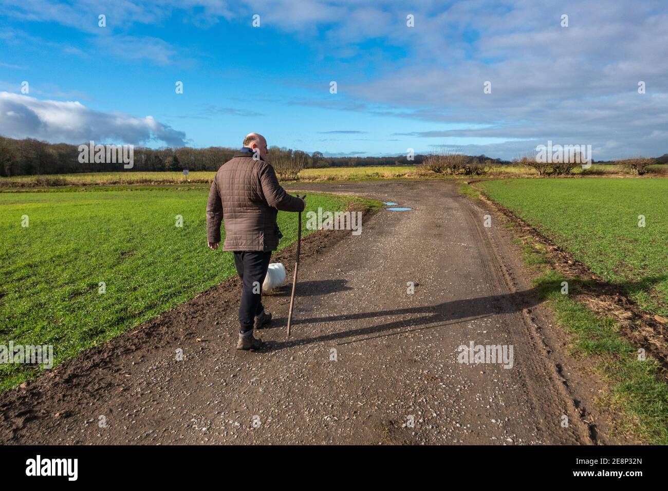 Uomo che cammina con i suoi cani su un lungo sentiero pubblico dritto nello Yorkshire. Foto Stock