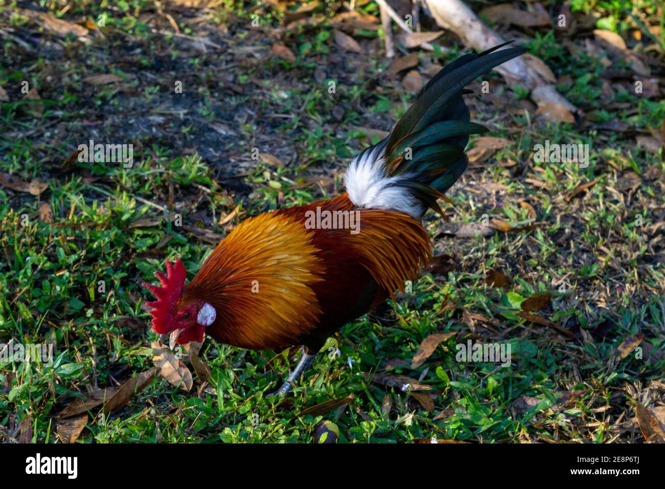 Maschio Red Junglefowl (gallus gallus, antenato nazionale di pollo) gallo che cammina a terra, Steven J. Foosek Preserve, St. Lucie County, Florida Foto Stock
