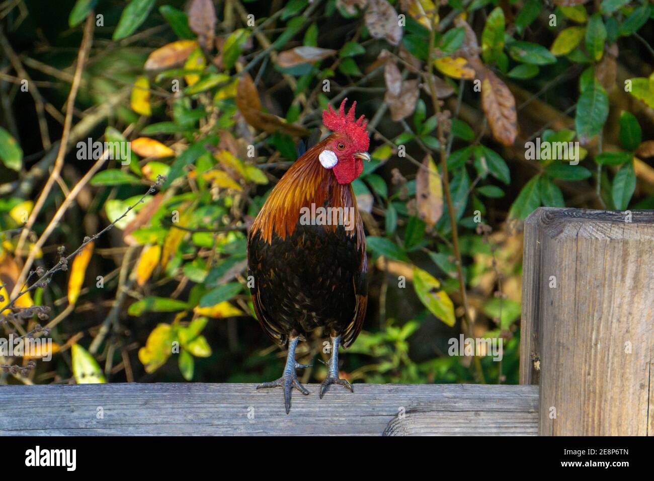 Maschio Red Junglefowl (Gallus gallus, antenato di pollo nazionale) gallo in piedi su un palo di recinzione, Steven J. Foosek Preserve, St. Lucie County, Florida Foto Stock