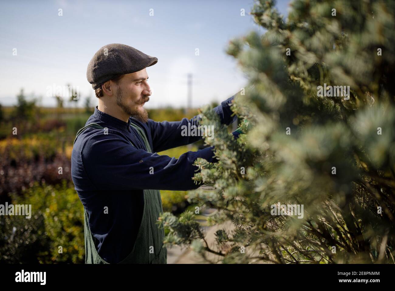 Ritaglio di un giovane giardiniere maschile mentre clipping o. potare l'albero in orticoltura Foto Stock