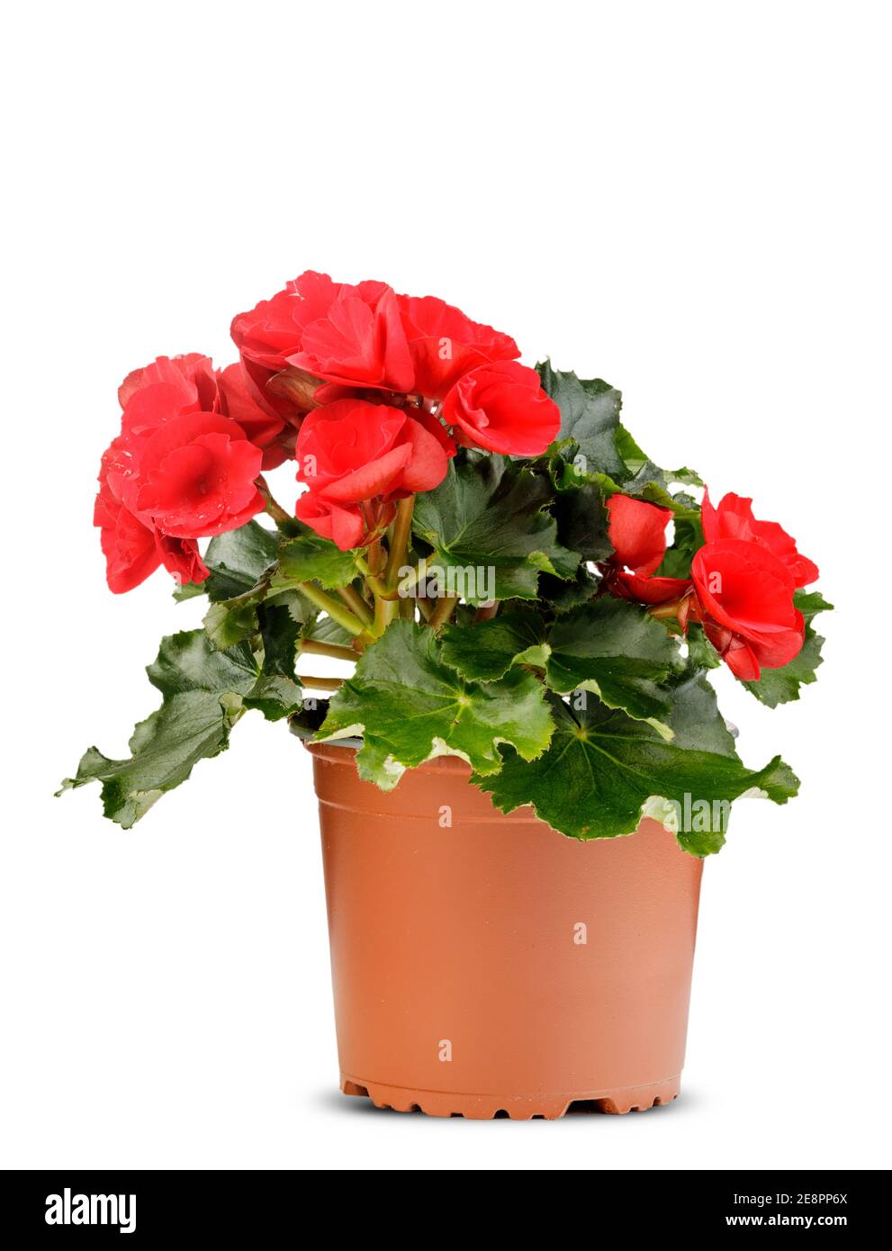 Il fiore rosso di Begonia è pianta in un vaso marrone su sfondo bianco Foto  stock - Alamy