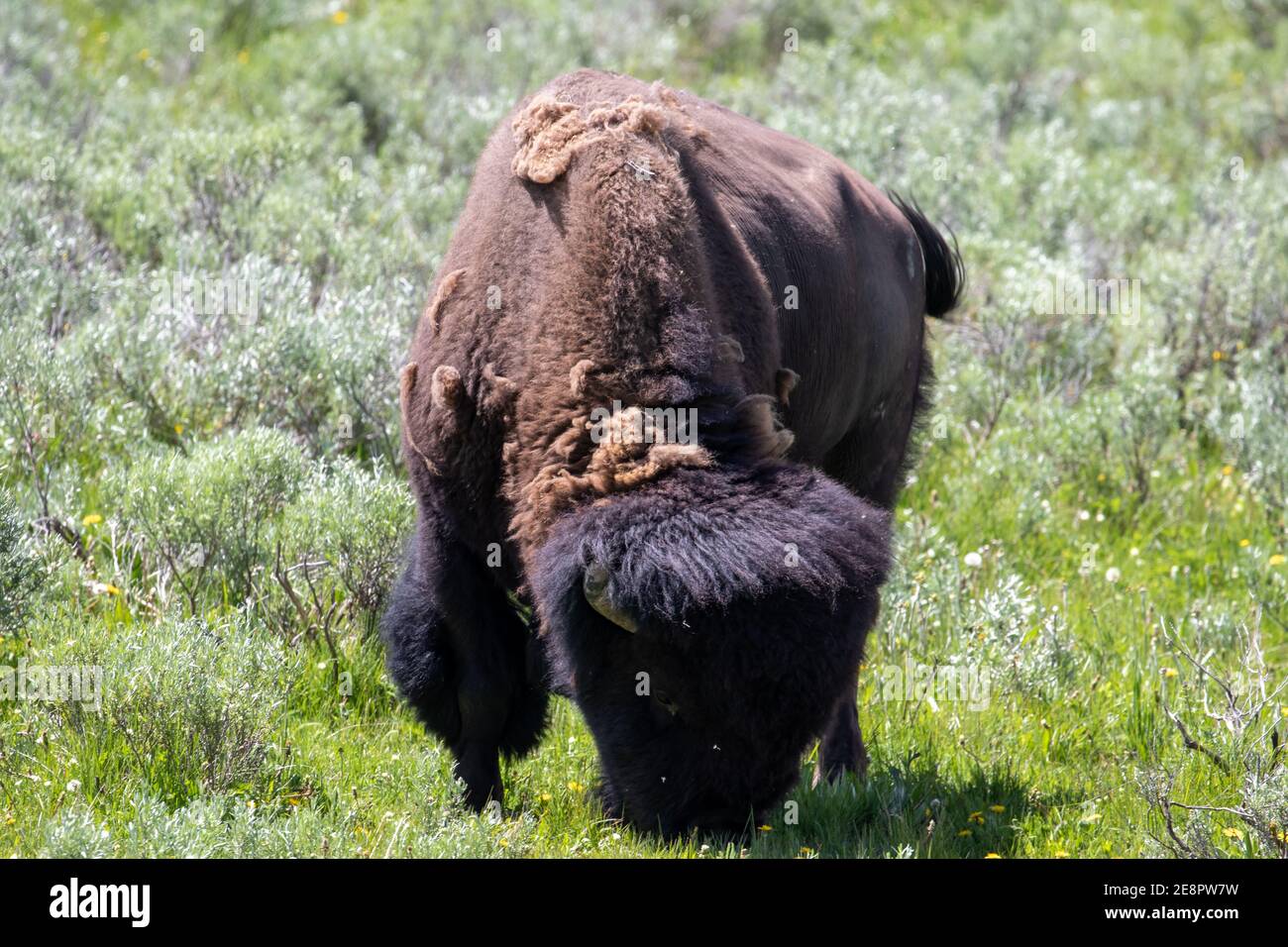Bison a Yellowstone Foto Stock