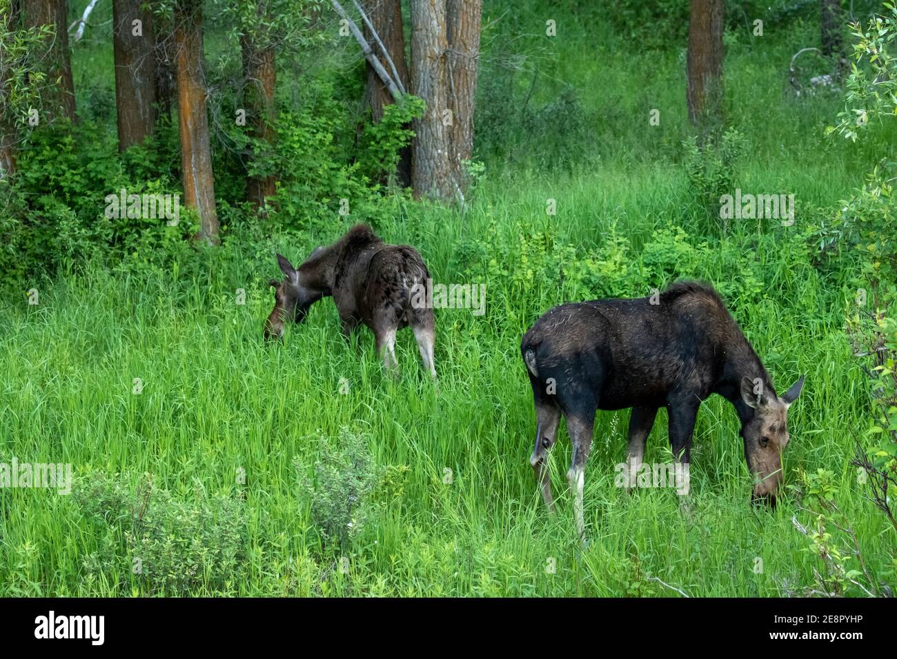 Moose a Yellowstone Foto Stock