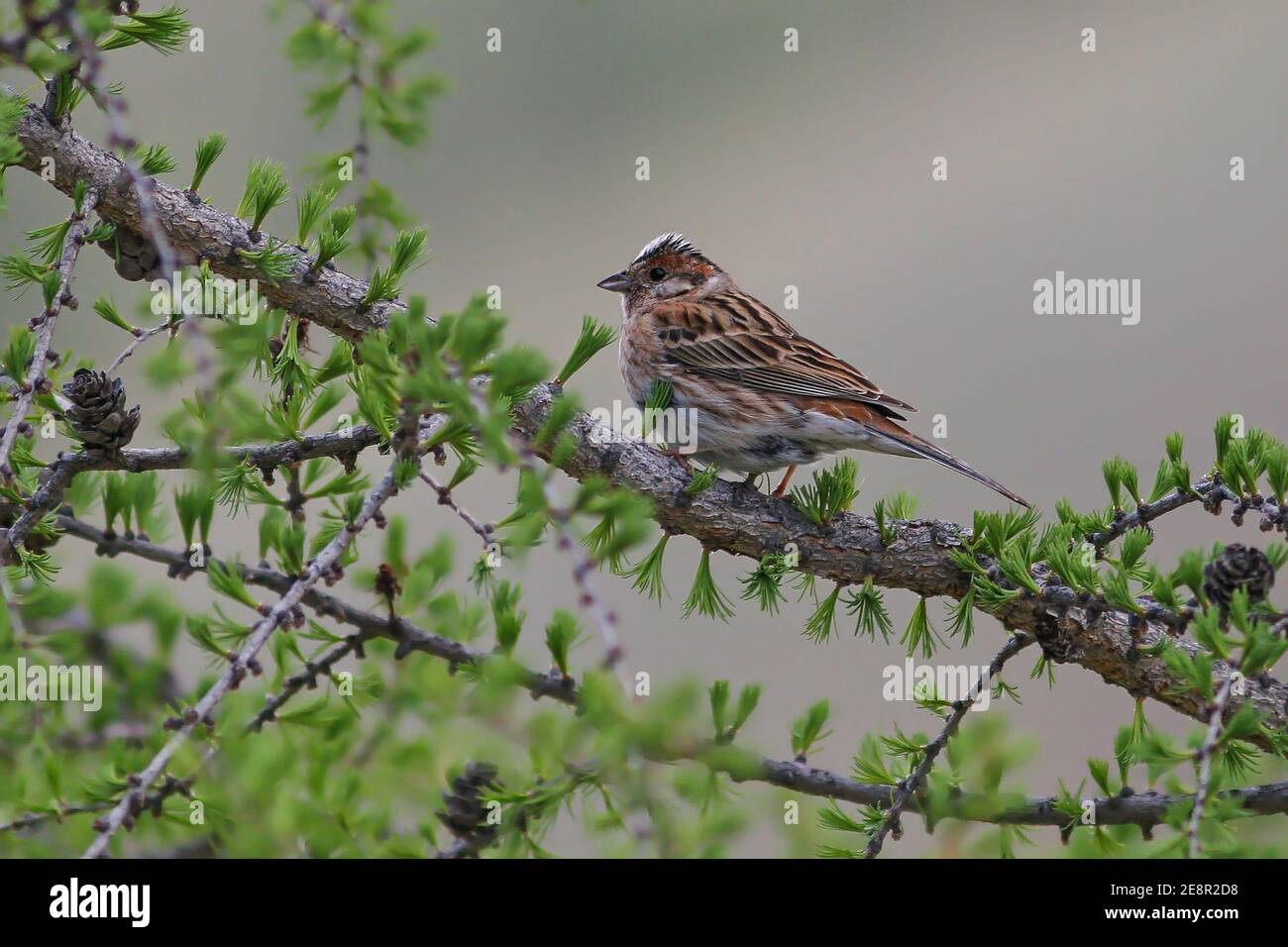 Pungente di pino (Emberiza leucocephalos), maschio adulto seduto in larice, Lago di Huvsgol, Mongolia Foto Stock