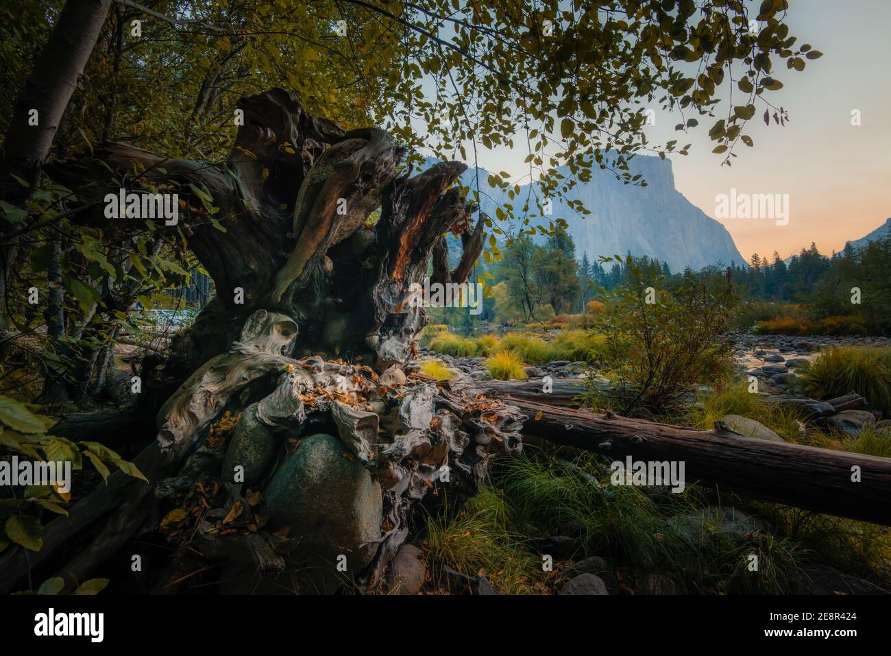 Grande radice di albero incorniciata da foglie al Parco Nazionale di Yosemite Foto Stock