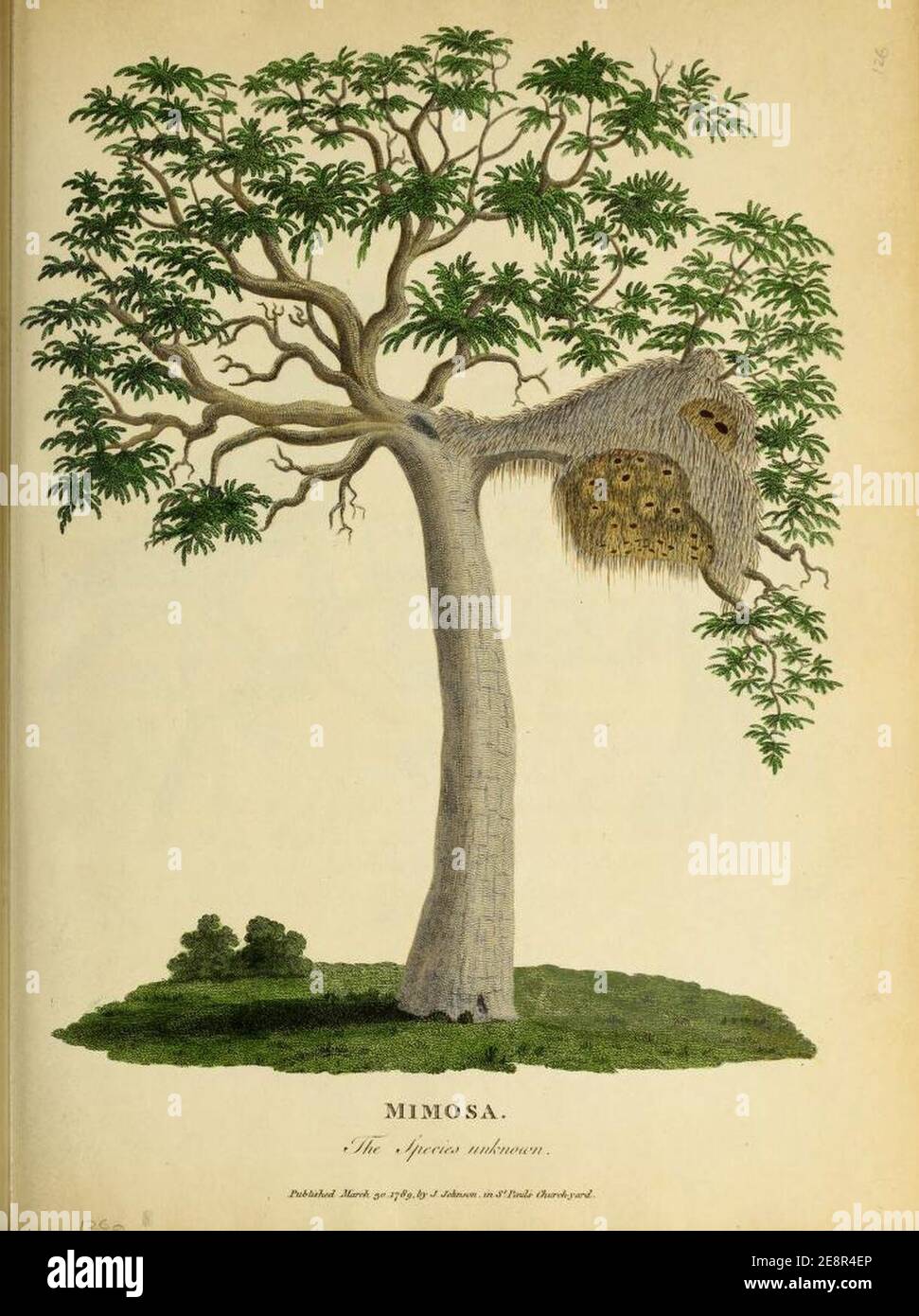 Mimosa di William Patison 1779 e un nido. Foto Stock