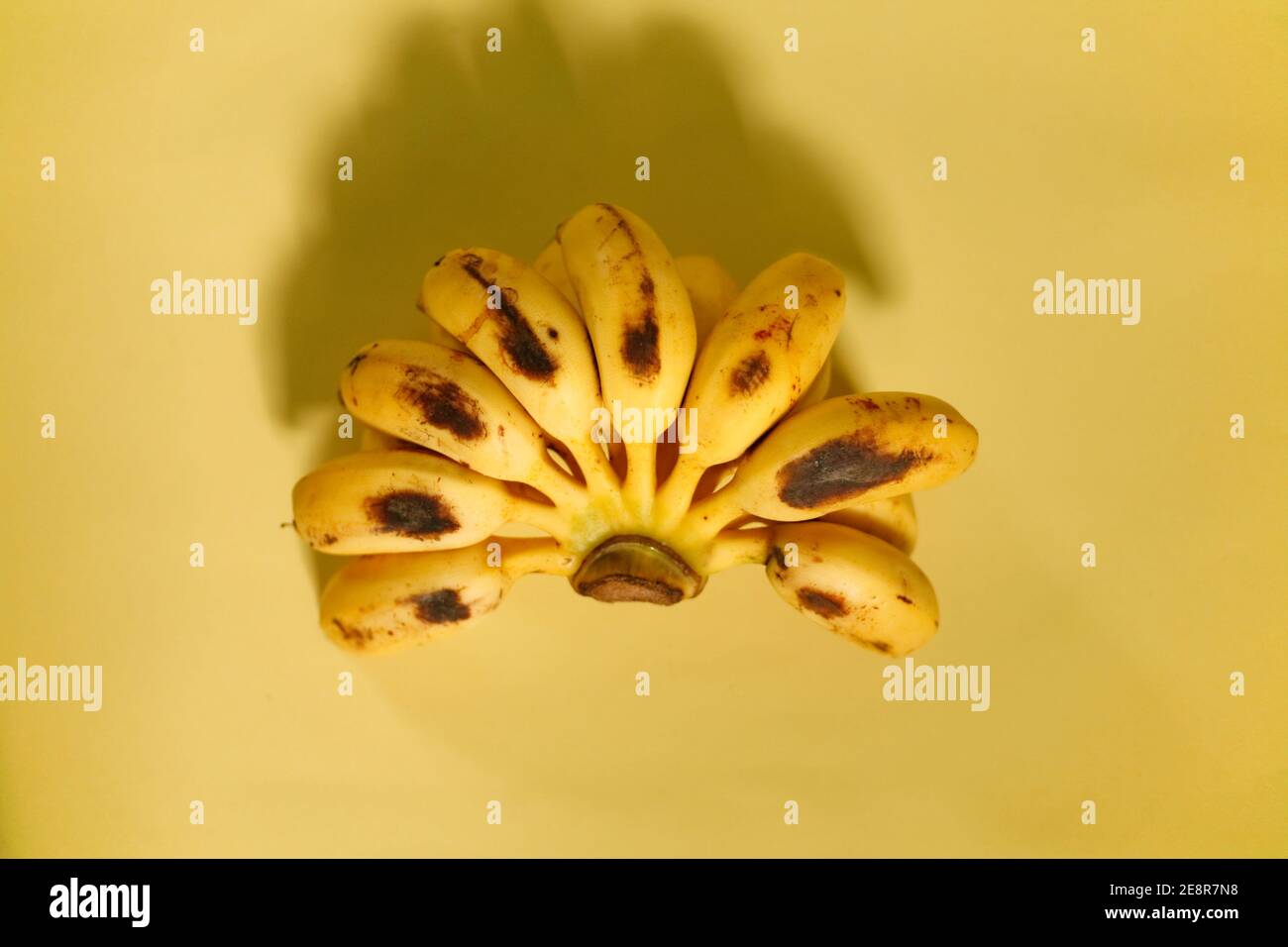 mazzo di banana isolato su sfondo giallo Foto Stock