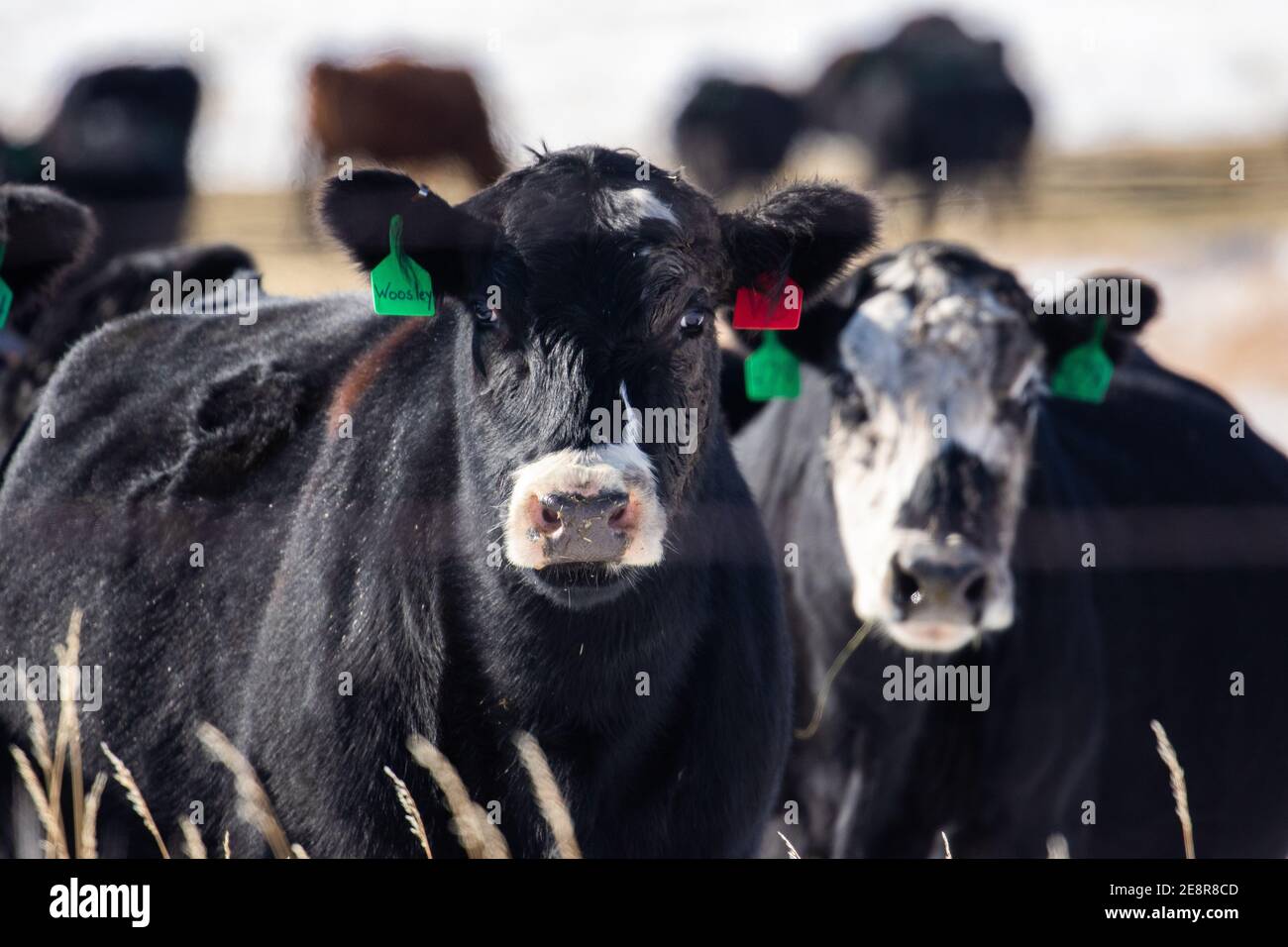 Mucche al pascolo nel Montana Foto Stock