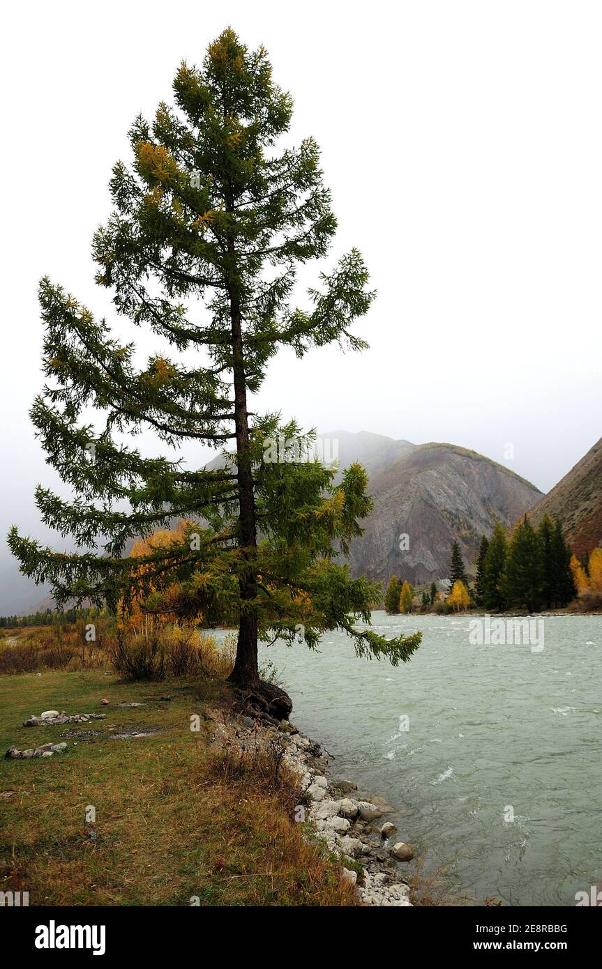 Un solo pino che si erge sul bordo di una riva rocciosa da un pittoresco fiume che scorre nelle vicinanze. Katun, Altai, Siberia, Russia. Foto Stock