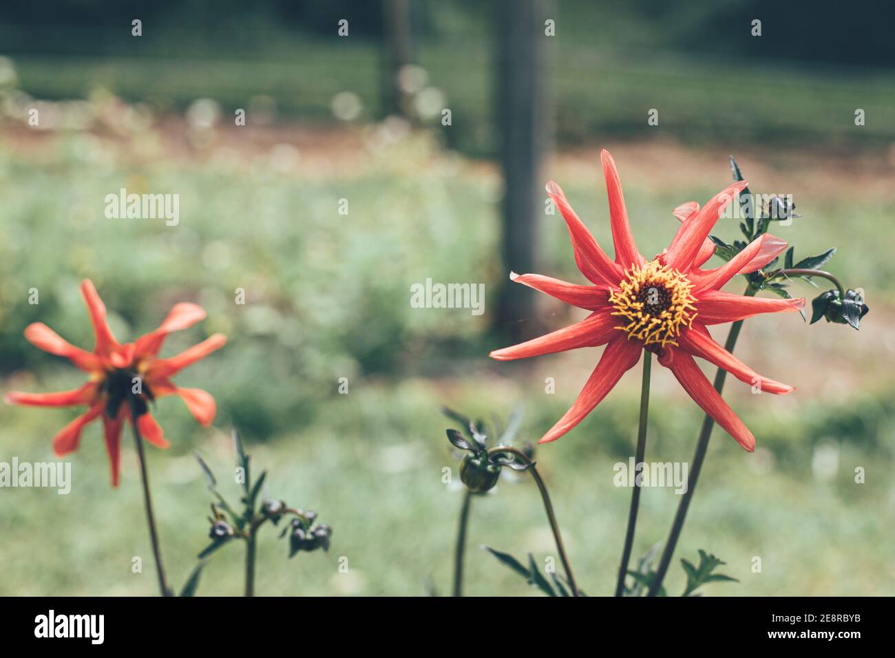 Fiori selvatici in giardino in estate´s giorno Foto Stock