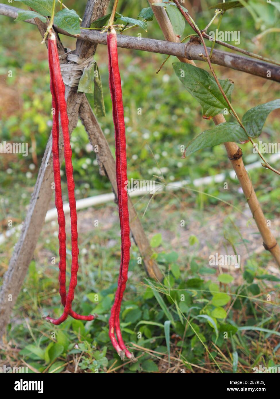 Vigna unguiculata sesquipedalis , Sesquipedalis, Magnoliophyta, Fabaceae, fagiolo lungo di Yard vegetale rosso, cibo crudo che fiorisce in giardino su backgrou naturale Foto Stock