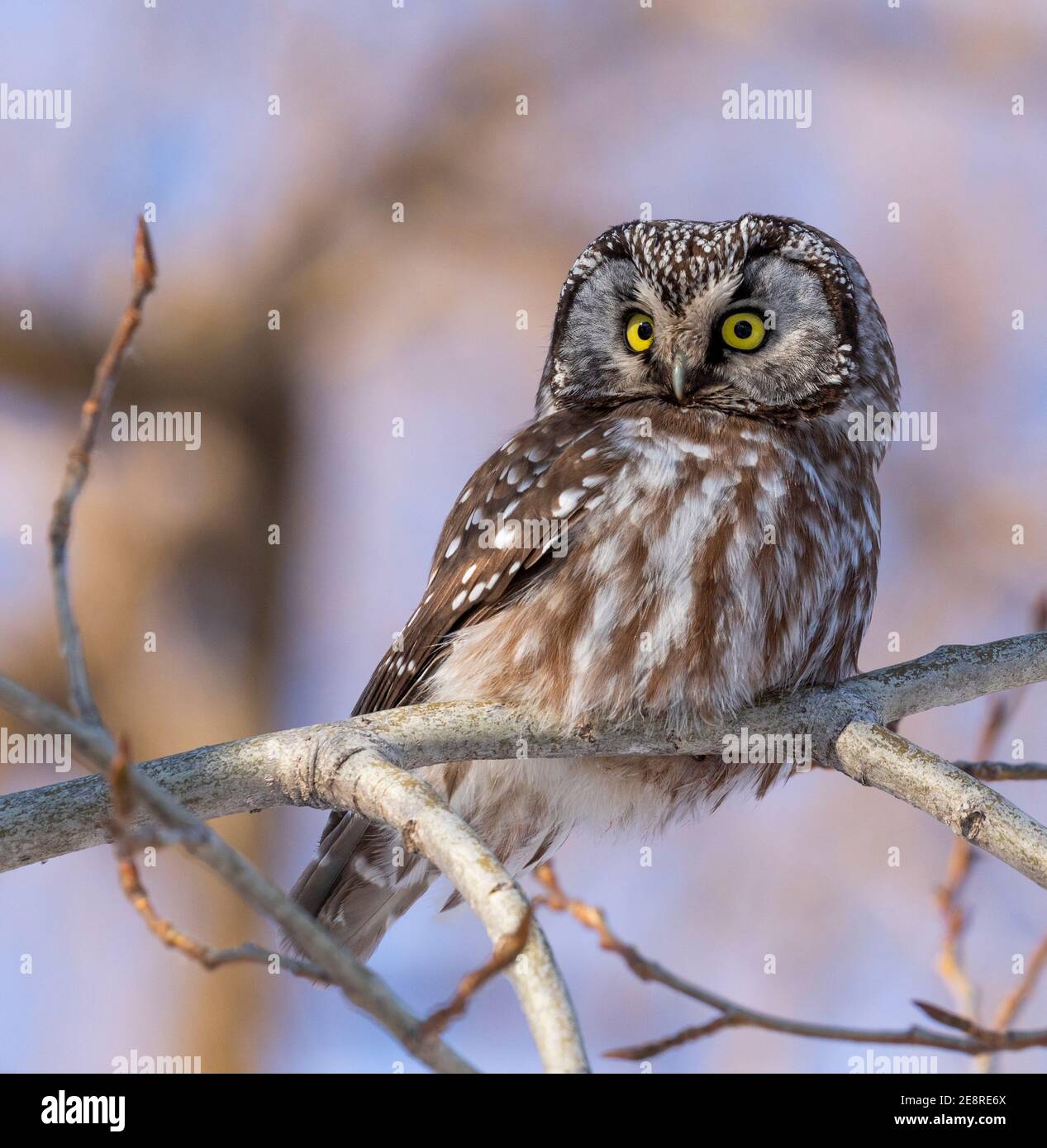 Gufo da sega del nord (Petite Nyctale) che viene presentato in un parco pubblico a Boucherville. È molto più facile vedere gufo nella stagione invernale. Foto Stock