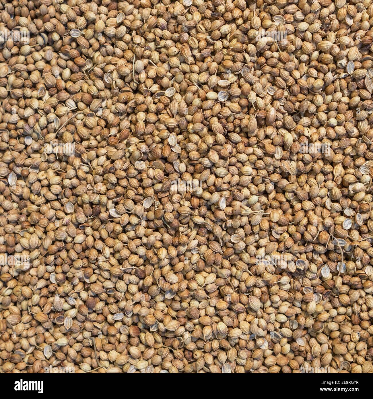 Semi di coriandolo secco organico Coriandrum sativum primo piano di fondo Foto Stock