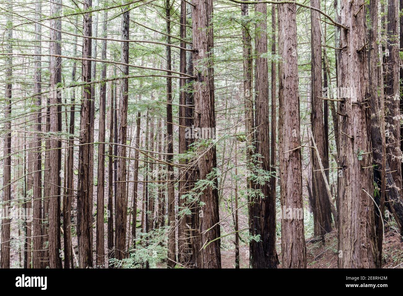 Costeggia le sequoie lungo Lonely Trail all'Huddart County Park Foto Stock