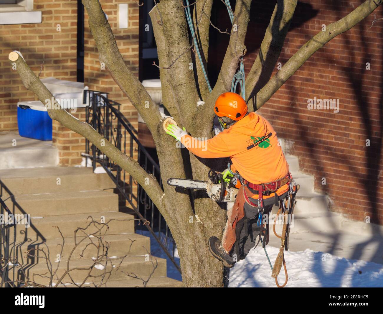 Trimmer al lavoro. Ispezione dell'albero dopo la rifilatura del ramo. Foto Stock